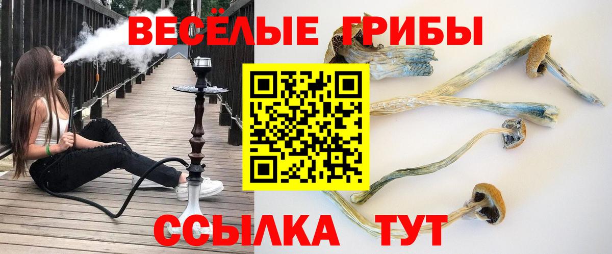 Клинцы  что такое   Вход с VPN  Псилоцибиновые грибы Psilocybine cubensis  Галлюциногенные грибы прущие грибы 